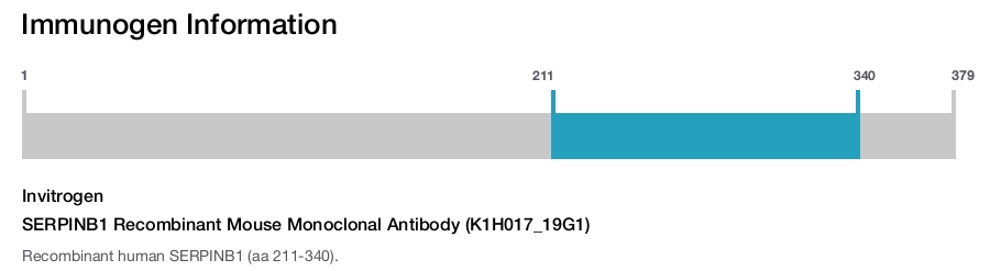SERPINB1 Recombinant Mouse Monoclonal Antibody (K1H017_19G1)