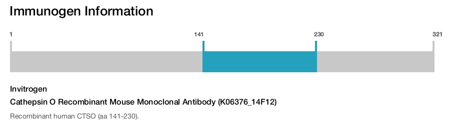 Cathepsin O Recombinant Mouse Monoclonal Antibody (K06376_14F12)