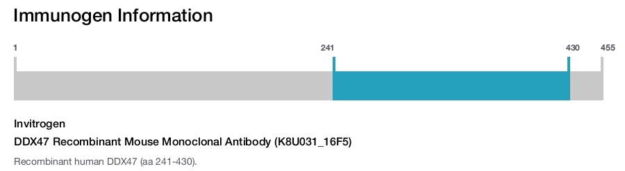DDX47 Recombinant Mouse Monoclonal Antibody (K8U031_16F5)