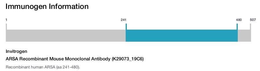 ARSA Recombinant Mouse Monoclonal Antibody (K29073_19C6)