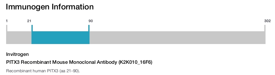 PITX3 Recombinant Mouse Monoclonal Antibody (K2K010_16F6)