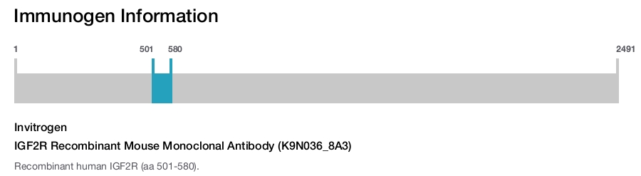 IGF2R Recombinant Mouse Monoclonal Antibody (K9N036_8A3)