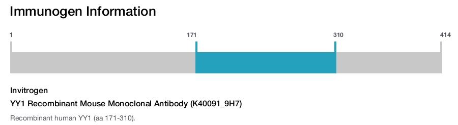 YY1 Recombinant Mouse Monoclonal Antibody (K40091_9H7)