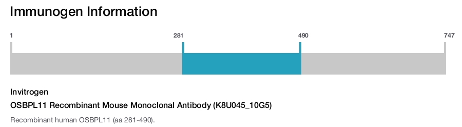 OSBPL11 Recombinant Mouse Monoclonal Antibody (K8U045_10G5)