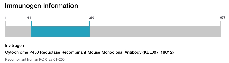 Cytochrome P450 Reductase Recombinant Mouse Monoclonal Antibody (KBL007_18C12)
