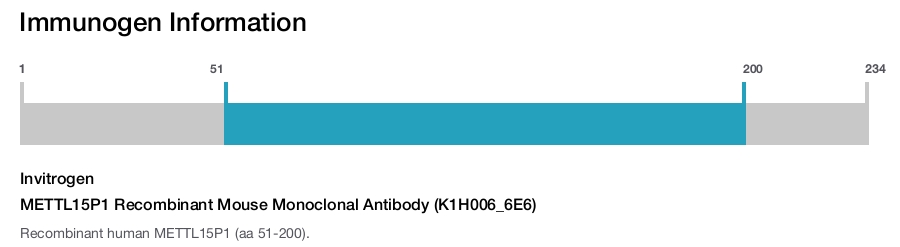 METTL15P1 Recombinant Mouse Monoclonal Antibody (K1H006_6E6)