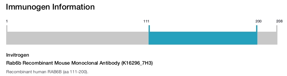 Rab6b Recombinant Mouse Monoclonal Antibody (K16296_7H3)