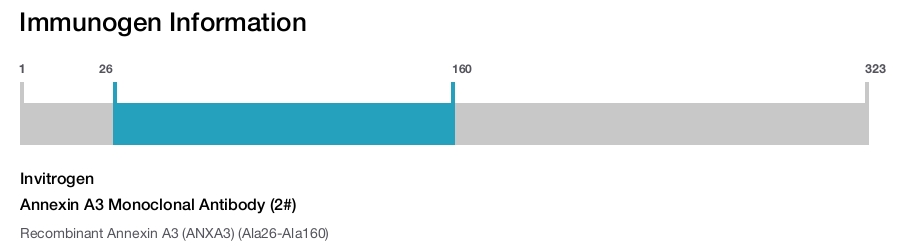 Annexin A3 Monoclonal Antibody (2#)