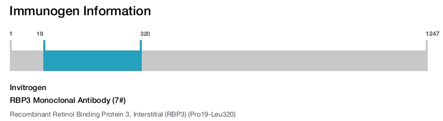 RBP3 Monoclonal Antibody (7#)
