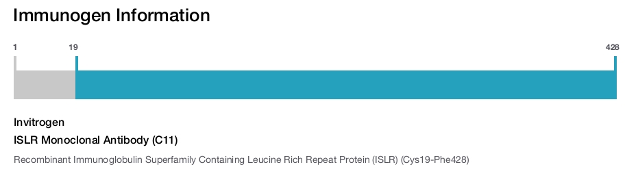 ISLR Monoclonal Antibody (C11)