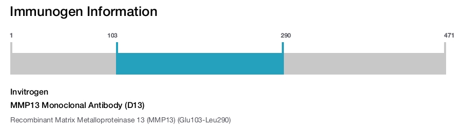 MMP13 Monoclonal Antibody (D13)