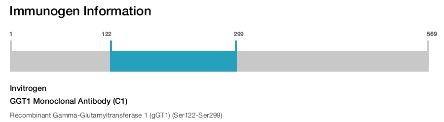 GGT1 Monoclonal Antibody (C1)