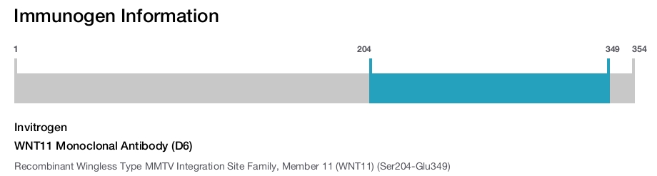 WNT11 Monoclonal Antibody (D6)