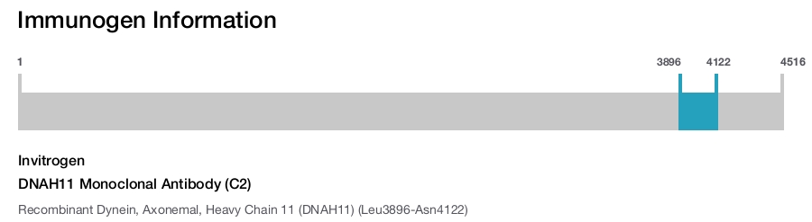 DNAH11 Monoclonal Antibody (C2)