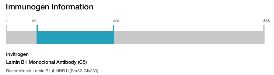 Lamin B1 Monoclonal Antibody (C5)