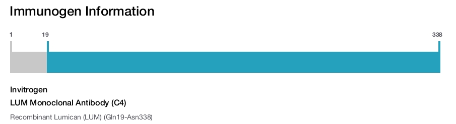 LUM Monoclonal Antibody (C4)