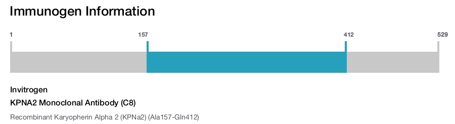 KPNA2 Monoclonal Antibody (C8)