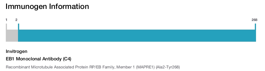 EB1 Monoclonal Antibody (C4)