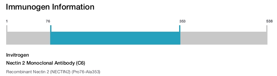Nectin 2 Monoclonal Antibody (C6)