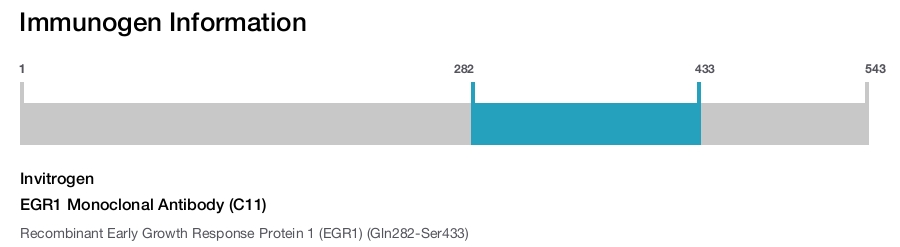 EGR1 Monoclonal Antibody (C11)