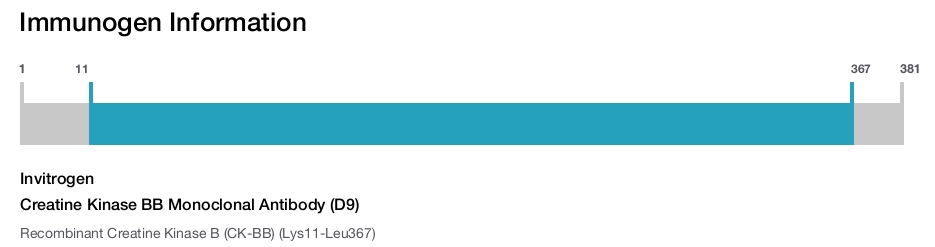 Creatine Kinase BB Monoclonal Antibody (D9)