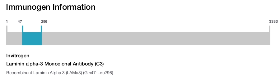 Laminin alpha-3 Monoclonal Antibody (C3)