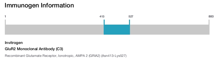 GluR2 Monoclonal Antibody (C3)