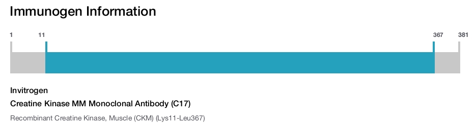 Creatine Kinase MM Monoclonal Antibody (C17)