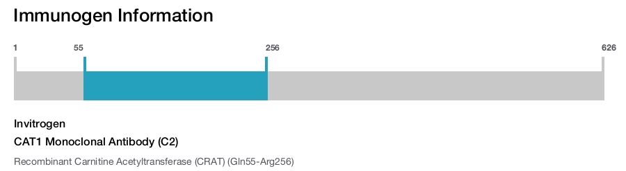 CAT1 Monoclonal Antibody (C2)