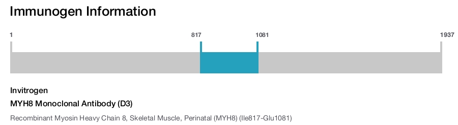MYH8 Monoclonal Antibody (D3)