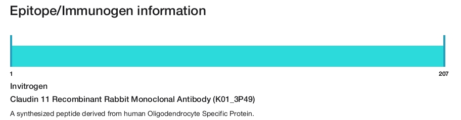 Claudin 11 Recombinant Rabbit Monoclonal Antibody (K01_3P49)