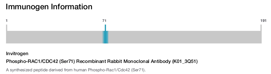 Phospho-RAC1/CDC42 (Ser71) Recombinant Rabbit Monoclonal Antibody (K01_3Q51)
