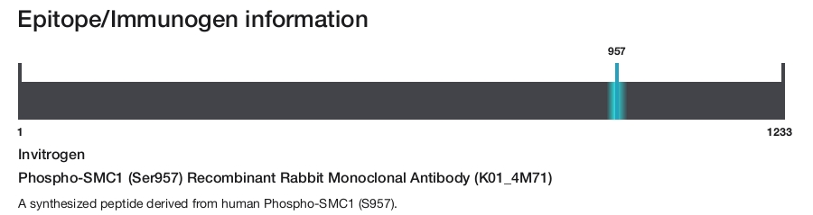 Phospho-SMC1 (Ser957) Recombinant Rabbit Monoclonal Antibody (K01_4M71)