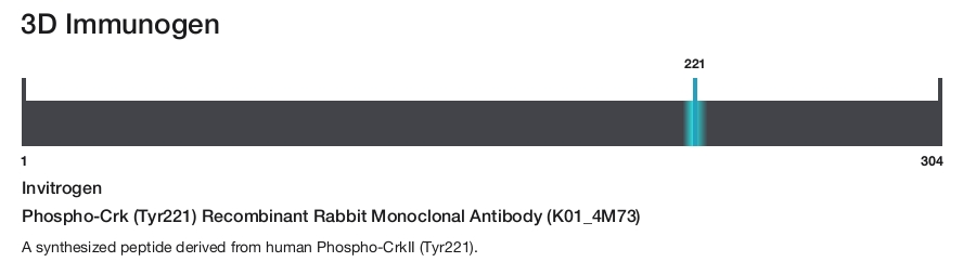 Phospho-Crk (Tyr221) Recombinant Rabbit Monoclonal Antibody (K01_4M73)