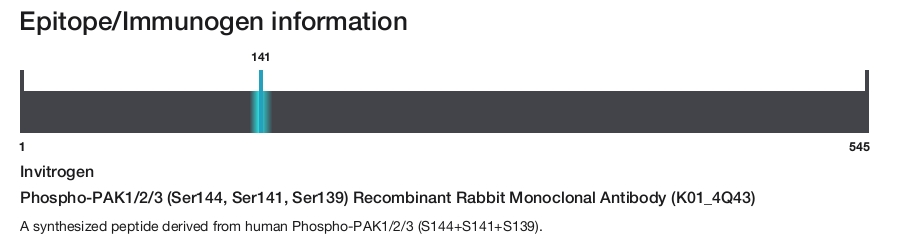 Phospho-PAK1/2/3 (Ser144, Ser141, Ser139) Recombinant Rabbit Monoclonal Antibody (K01_4Q43)