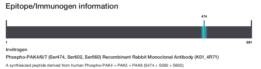 Phospho-PAK4/6/7 (Ser474, Ser602, Ser560) Recombinant Rabbit Monoclonal Antibody (K01_4R71)