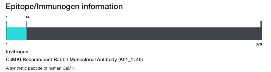 CaMKI Recombinant Rabbit Monoclonal Antibody (K01_1L45)