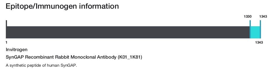 SynGAP Recombinant Rabbit Monoclonal Antibody (K01_1K81)
