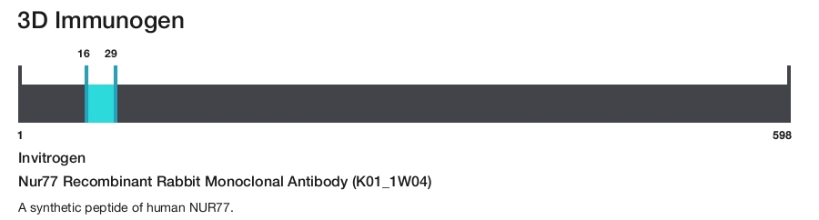 Nur77 Recombinant Rabbit Monoclonal Antibody (K01_1W04)