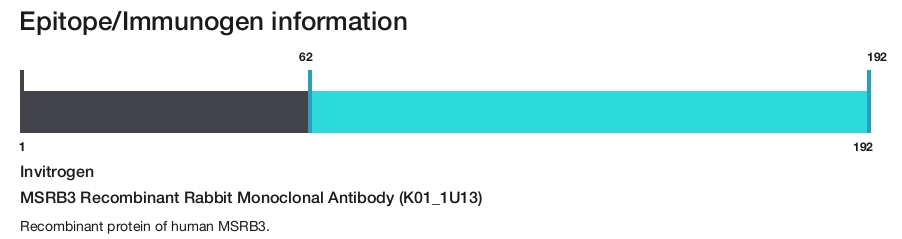 MSRB3 Recombinant Rabbit Monoclonal Antibody (K01_1U13)