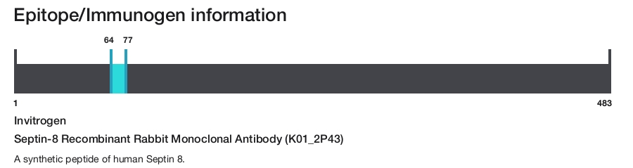 Septin-8 Recombinant Rabbit Monoclonal Antibody (K01_2P43)