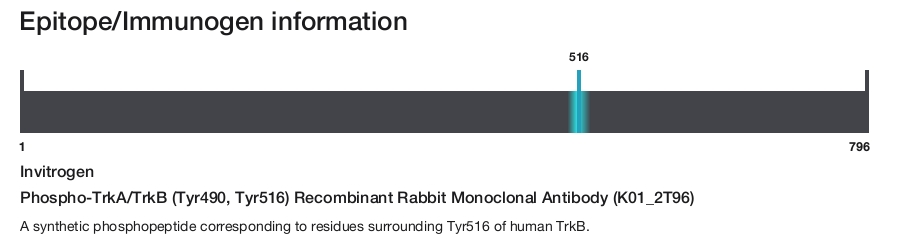 Phospho-TrkA/TrkB (Tyr490, Tyr516) Recombinant Rabbit Monoclonal Antibody (K01_2T96)