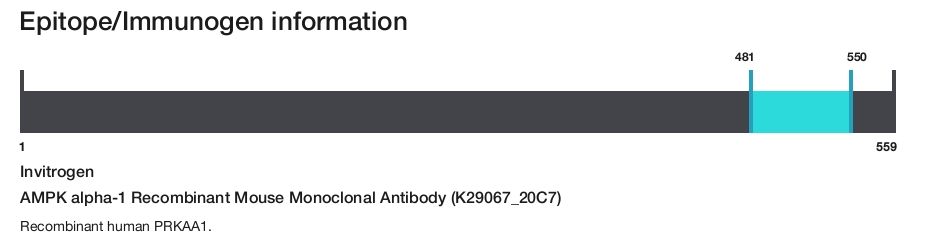AMPK alpha-1 Recombinant Mouse Monoclonal Antibody (K29067_20C7)