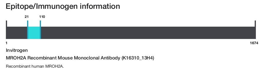 MROH2A Recombinant Mouse Monoclonal Antibody (K16310_13H4)