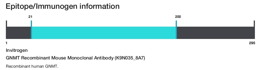 GNMT Recombinant Mouse Monoclonal Antibody (K9N035_8A7)