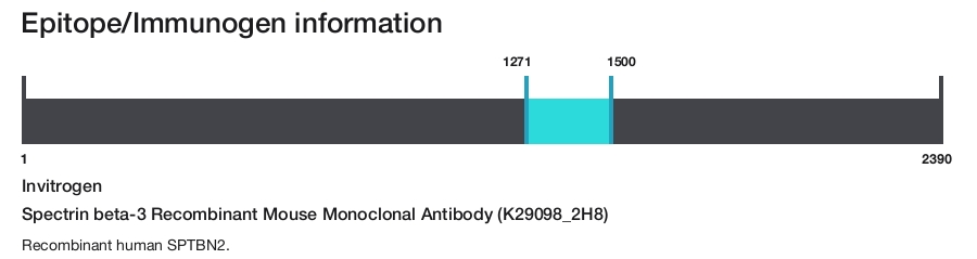 Spectrin beta-3 Recombinant Mouse Monoclonal Antibody (K29098_2H8)