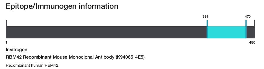 RBM42 Recombinant Mouse Monoclonal Antibody (K94065_4E5)
