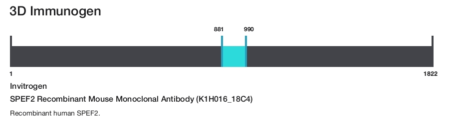 SPEF2 Recombinant Mouse Monoclonal Antibody (K1H016_18C4)