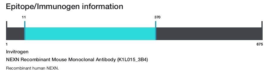 NEXN Recombinant Mouse Monoclonal Antibody (K1L015_3B4)