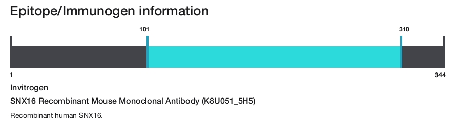 SNX16 Recombinant Mouse Monoclonal Antibody (K8U051_5H5)